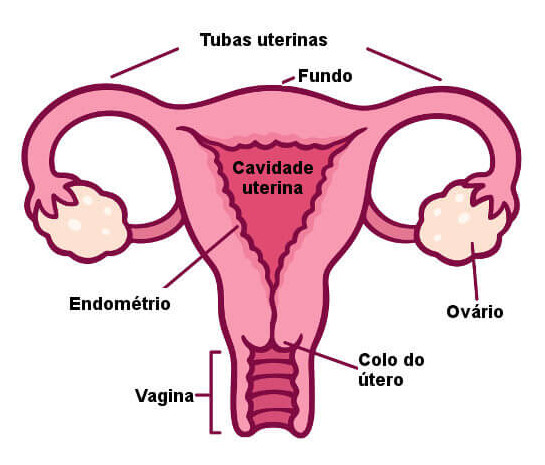 Observe atentamente algumas partes do útero e outras estruturas do sistema reprodutor feminino.
