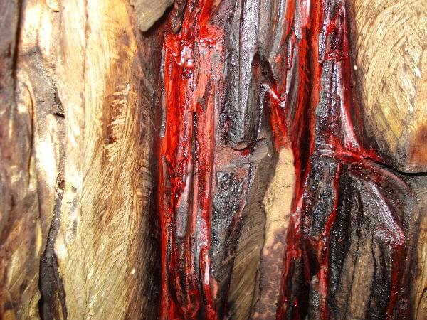 O forte tom avermelhado extraído da resina presente no pau-brasil era utilizado para tingir tecidos na Europa.