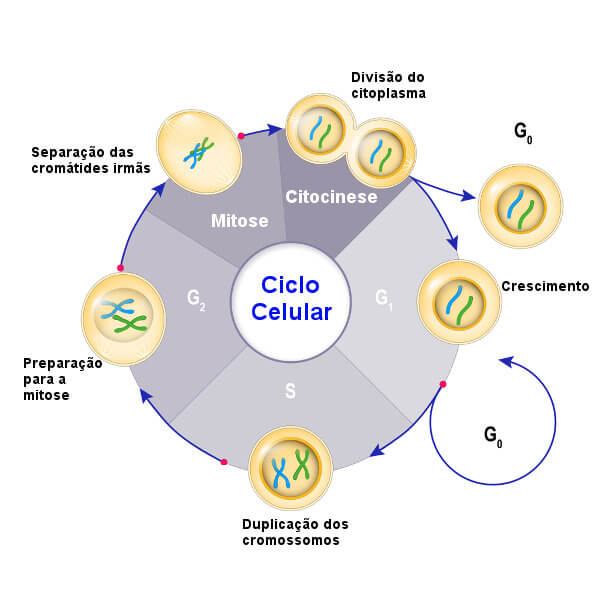 Observe as etapas do ciclo celular e alguns dos eventos que ocorrem nessas etapas.