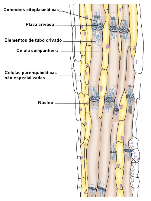 Observe os tipos celulares observados no floema.