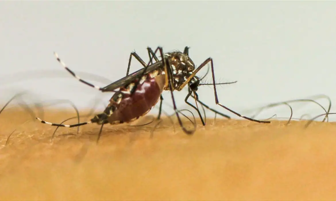 Mosquito da dengue, Aedes aegypti